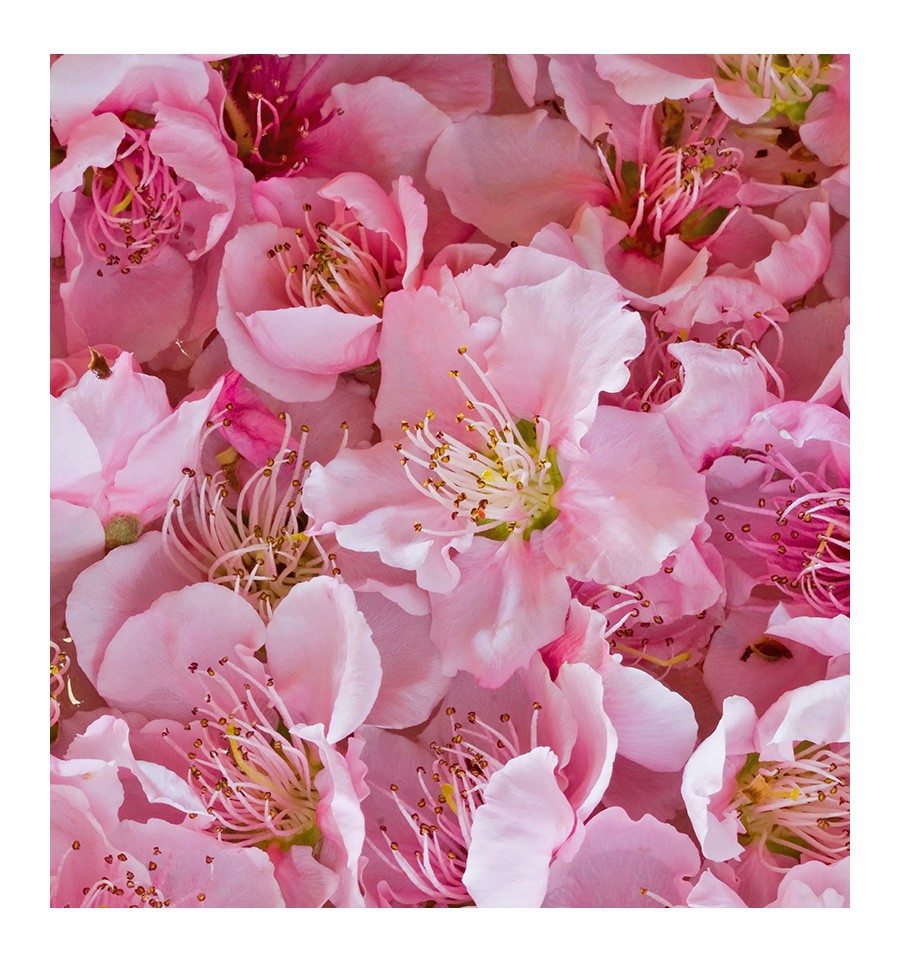 SEXY ROSE / Inšpirovaná CAROLINA HERRERA - 212 VIP Rose .. 100ml