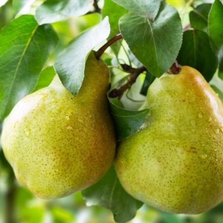 AMIRA / UNISEX Inšpirovaná AMOUAGE GUIDANCE Eau De Parfum .. 2ml